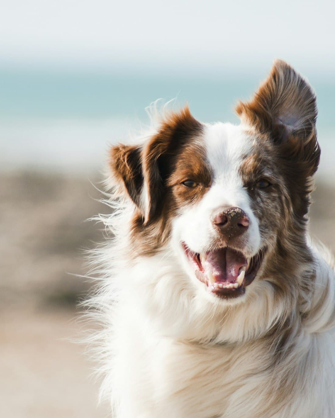 Cão sorrindo, usando a tag na coleira
