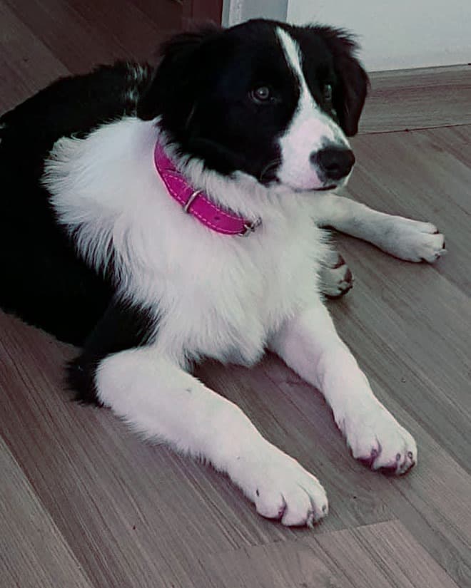Lucky, o border collie que deu origem ao desenho da marca