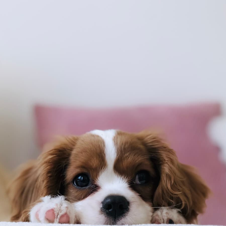 Mel
