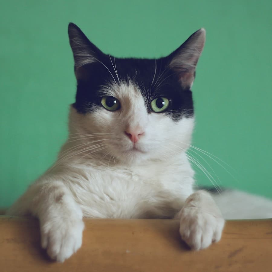 Pipoca