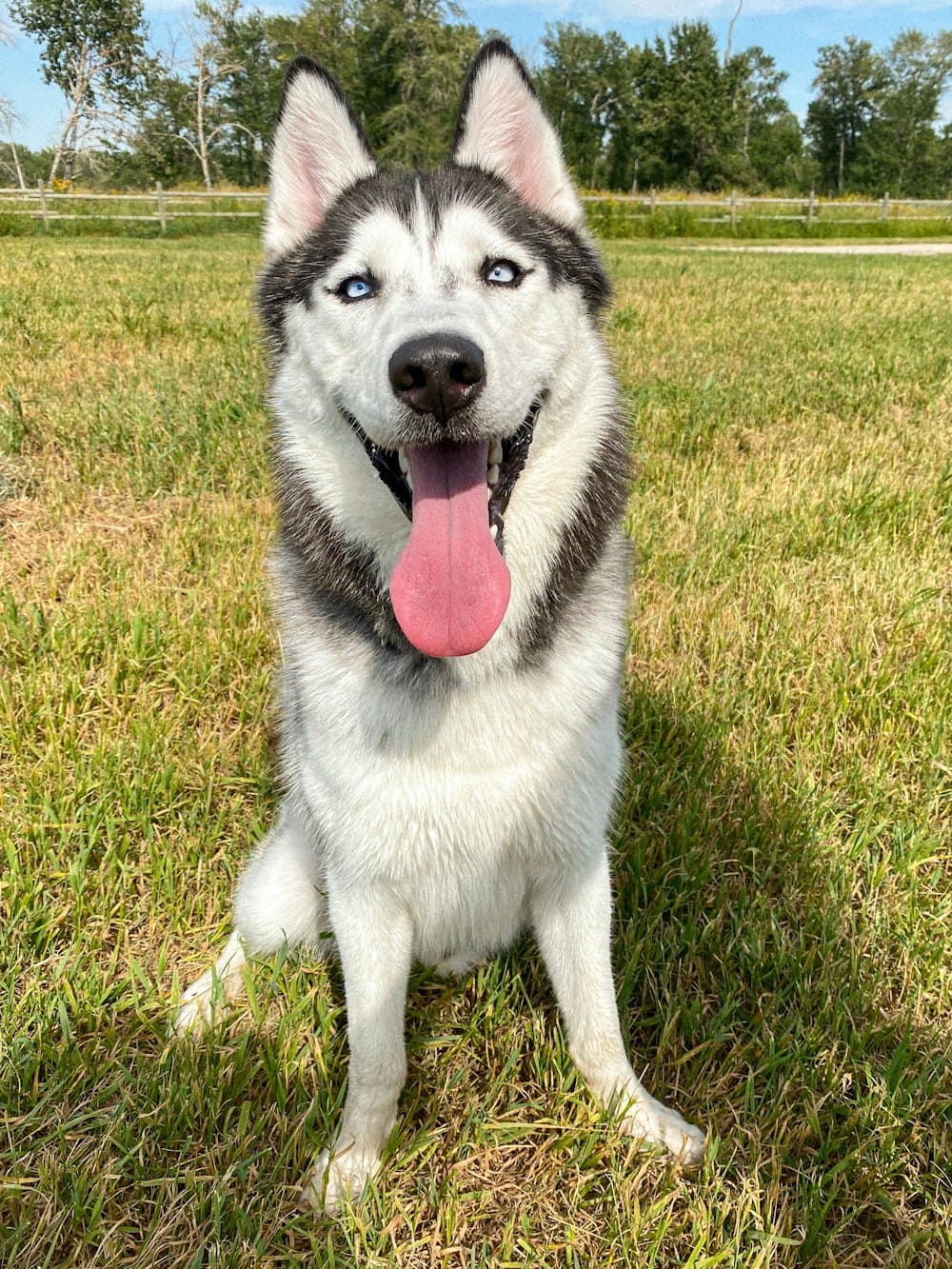 Husky